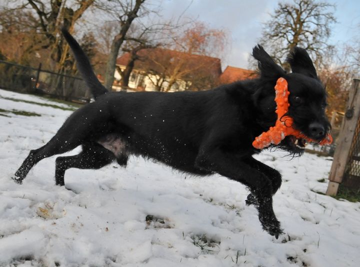 fetch toy for big dogs 