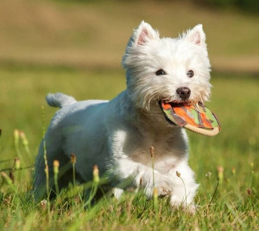 Major Dog Mini Frisbee - Fetch Toy